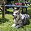 Besuch Tazanna und Pan 145